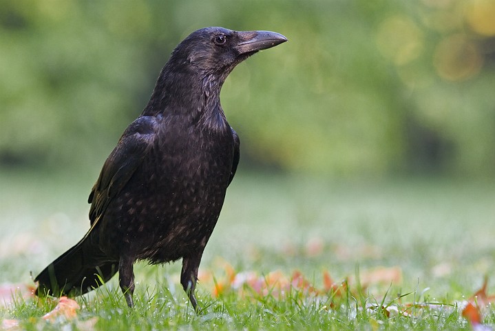 Rabenkrhe Corvus corone Carrion Crow